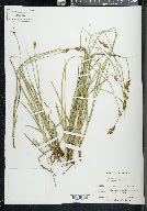 Carex leporina image