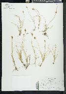 Carex leporinella image