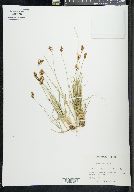 Carex leporinella image