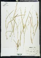 Carex leptonervia image