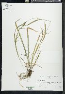 Carex leptonervia image