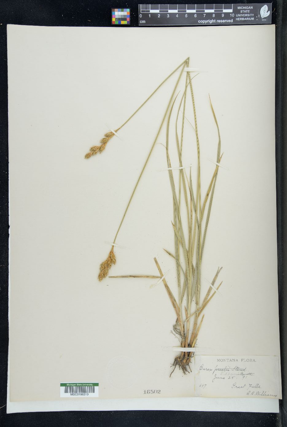 Carex liddoni image