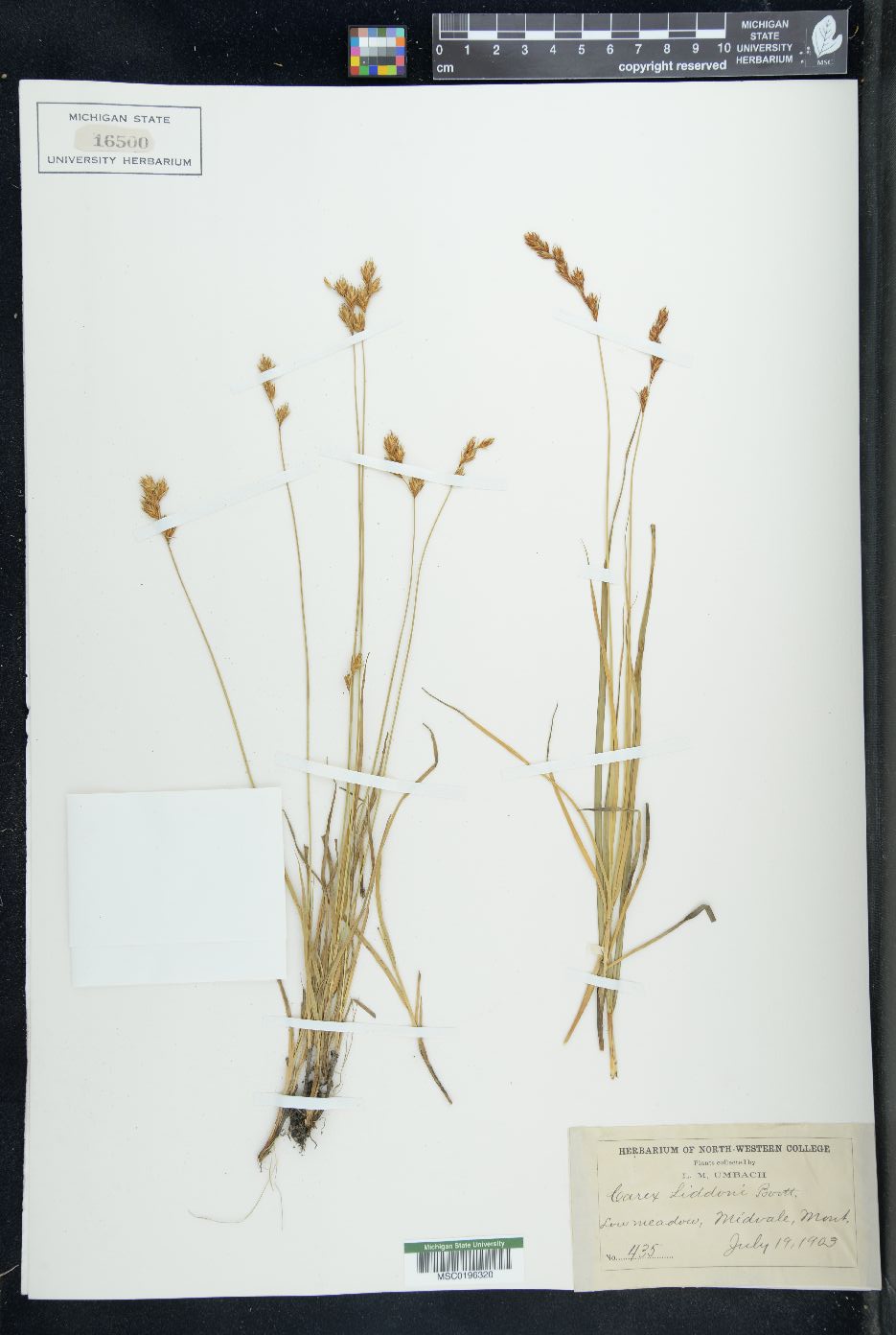 Carex liddoni image