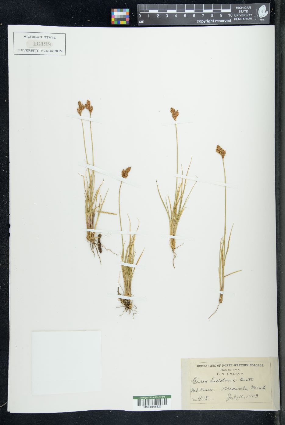 Carex liddoni image