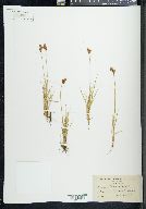 Carex liddoni image