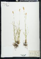 Carex liddoni image