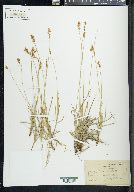 Carex liddoni image