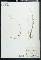 Carex limosa image