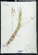 Carex limosa image