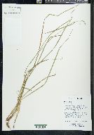 Carex limosa image