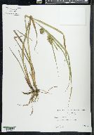 Carex louisianica image