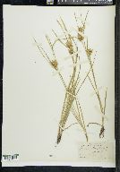 Carex louisianica image