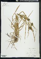 Carex louisianica image