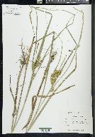 Carex louisianica image