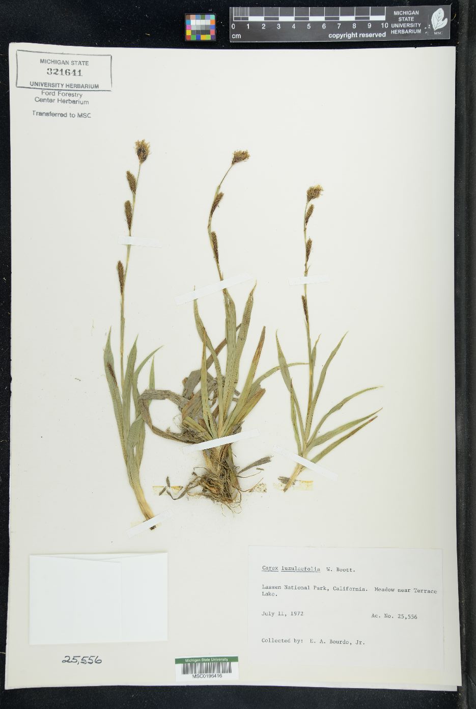 Carex luzulifolia image