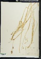 Carex luzulifolia image