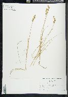 Carex mackenziei image