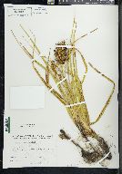 Carex macrocephala image