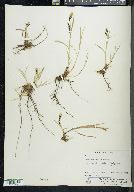 Carex macrochaeta image