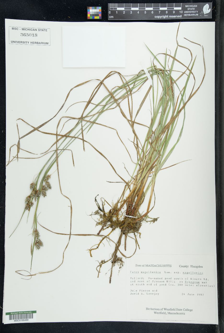 Carex magellanica subsp. magellanica image