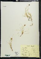 Carex maritima image