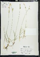 Carex meadii image