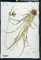 Carex mertensii image