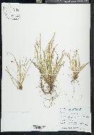 Carex montana image