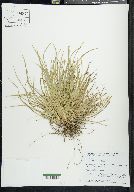 Carex montana image