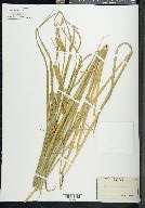 Carex monile image