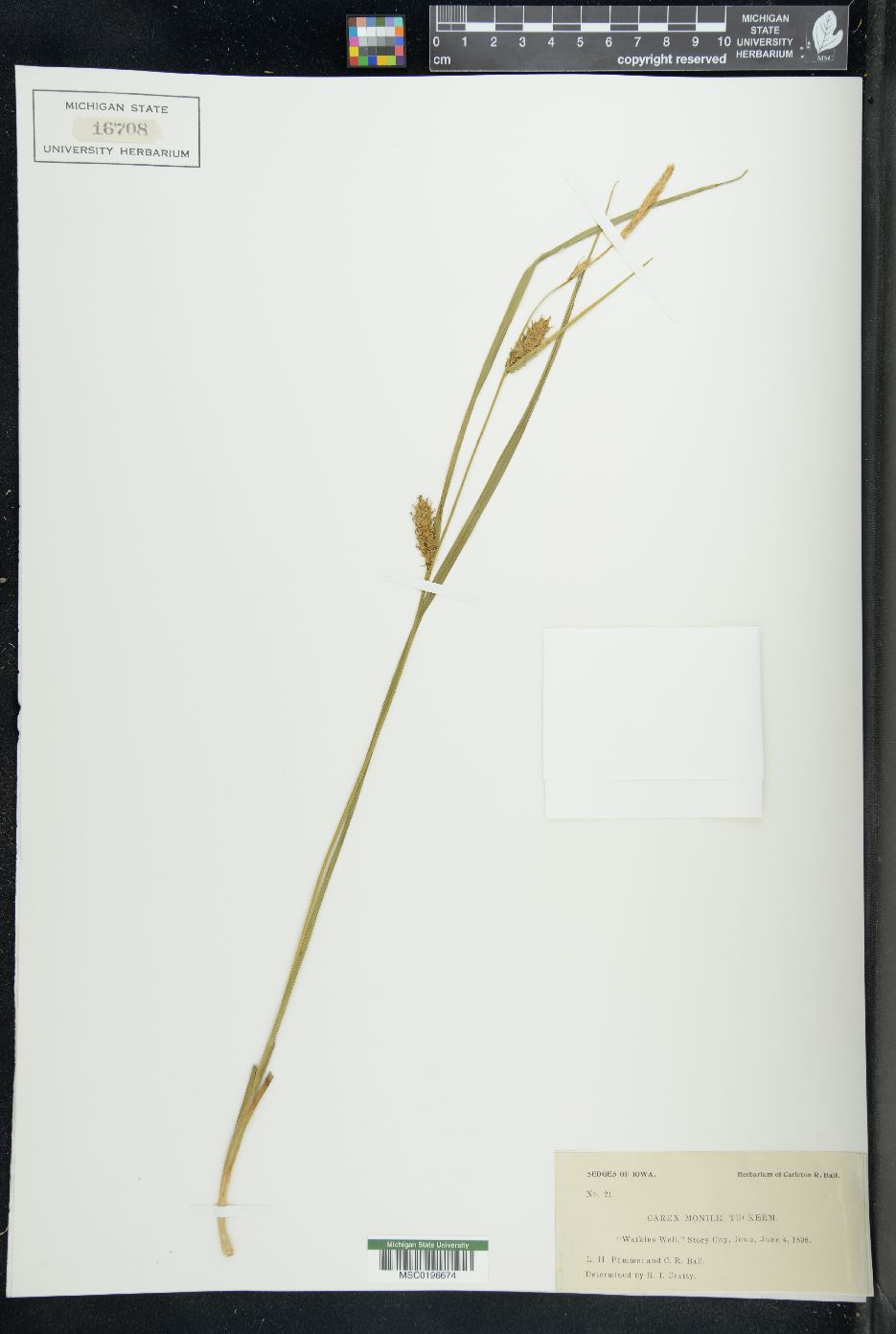 Carex monile image