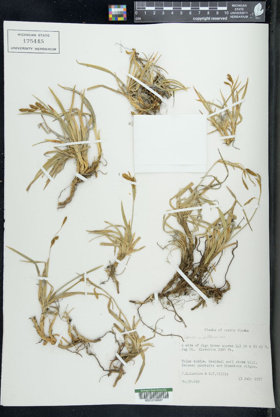 Carex montanensis image