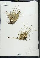 Carex montanensis image