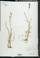 Carex montanensis image