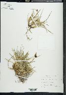 Carex montanensis image