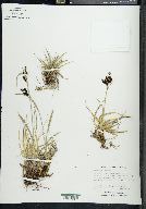 Carex montanensis image