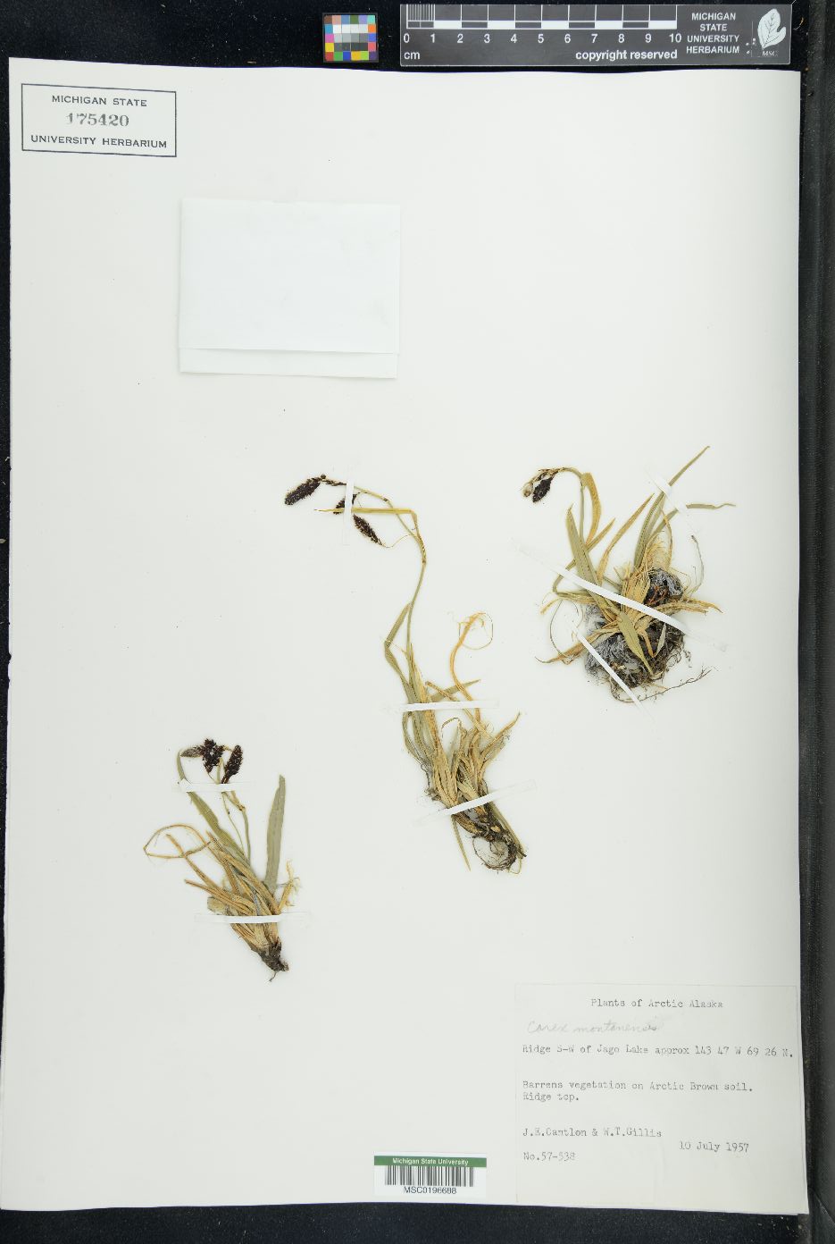 Carex montanensis image