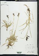 Carex montanensis image