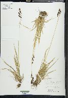 Carex montanensis image