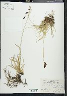 Carex montanensis image