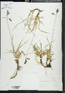 Carex montanensis image