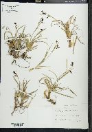 Carex montanensis image