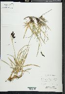 Carex montanensis image