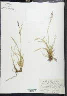 Carex montanensis image