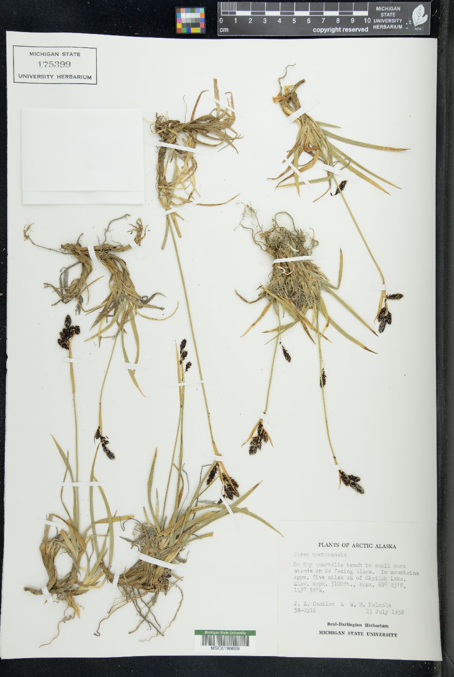 Carex montanensis image
