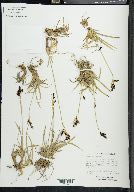 Carex montanensis image