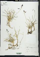 Carex montanensis image