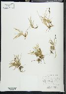 Carex montanensis image