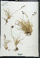 Carex montanensis image