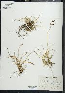 Carex montanensis image